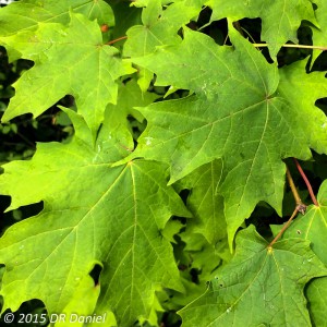Buncha Maple Leaves